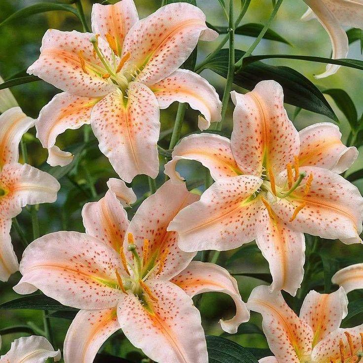 Secret Garden Blossom Symphony